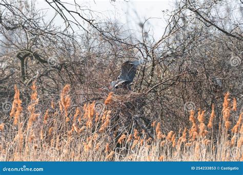 Gray Heron Ardea Cinerea a Large Water Bird, a Male in a Mating Coat with Black-gray Plumage and ...
