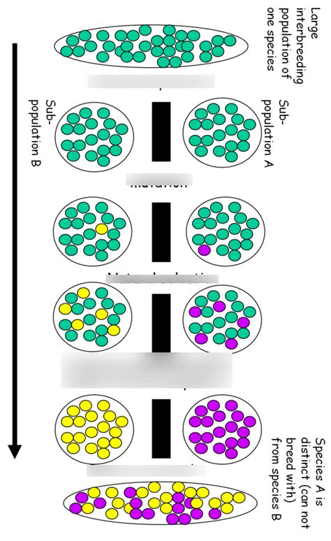 Diagram of Evolution | Quizlet