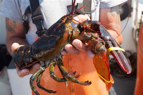 Maine Lobster Season
