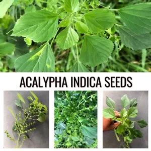 ACALYPHA INDICA DRIED 100 SEEDS Organic Kuppameniya Easy Grow Cat ...