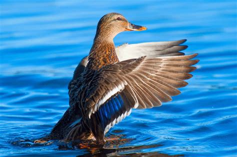 Can Ducks Fly? (Distance, Height, Speed & FAQs) - Bird Helpful