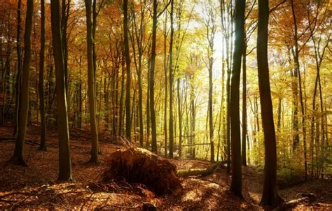 Wallpaper Nature, Trees, Forest, Leaves, Branches, Trunks, Roots for ...