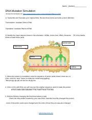 DNA Simulation Worksheet 的图像结果