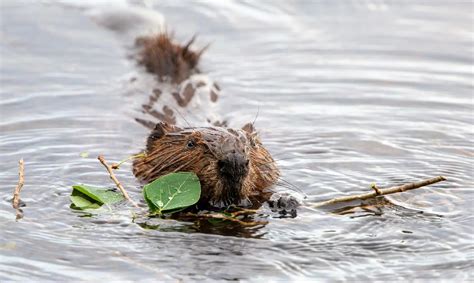 Ducks Unlimited Calendar Raffle 2022 - Apple Calendar Tips