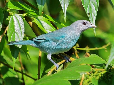 Glaucous Tanager - eBird