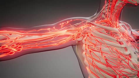 Blood Vessels Human Body