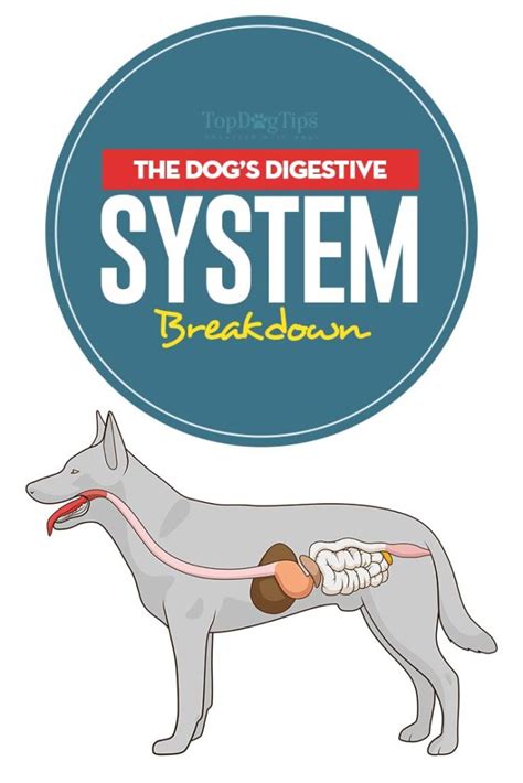 The Steps of a Dogs Digestive System 的图像结果