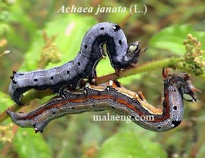 Metamorphosis in insects, Types of larva and pupa