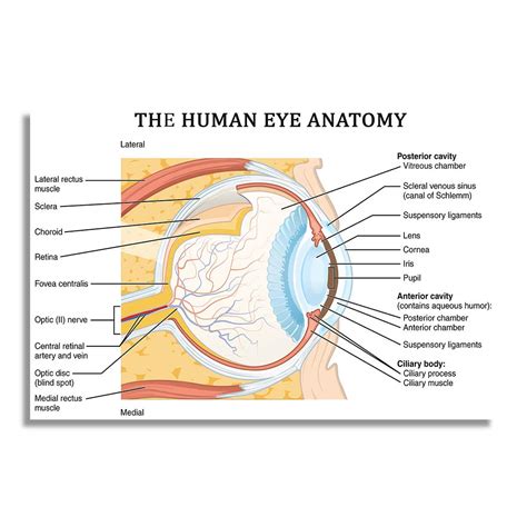 Human Eye Anatomy - Labels and parts Biology Education Chart Poster ...