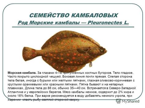 Рыба палтус: интересные факты о животном