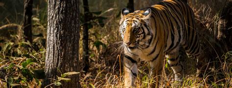 Luxury India Tour | Luxury Travel India | Luxury Golden Triangle Tour