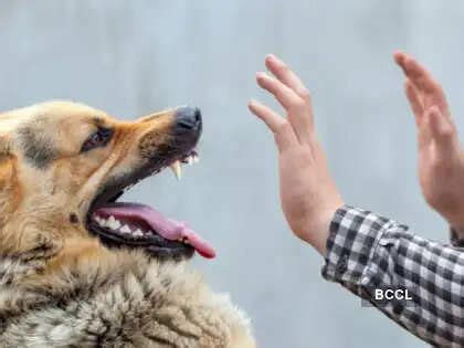 37 lakh dog bites in a year: Karti Chidambaram raises alarm about ...