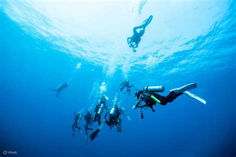 Explore the Depths: PADI Advanced Open Water Diver in Port Douglas with ...