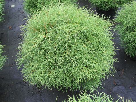 Thuja occidentalis ‚Mr.Bowling Ball‘ – von Hammel Baumschulen