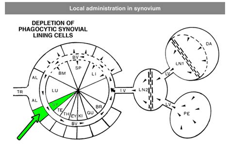 Administration Protocols: Streamlining Procedures for Efficient ...