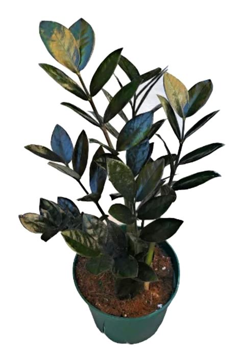 The Four Seasons ZZ Black Raven | Zamioculcas Raven | Large Size | Rare ...