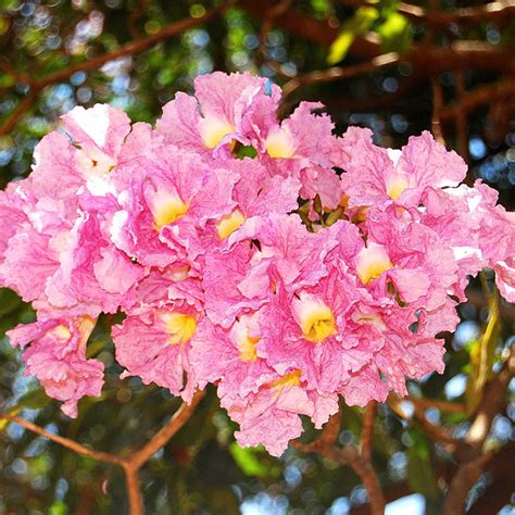 Best Tabebuia Rosea Trees Nurseries Near To Me Kadiyam India — Kadiyam ...
