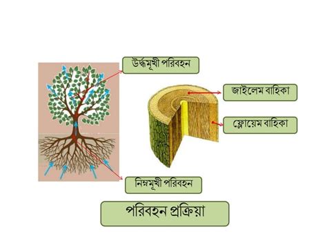 Image result for Chapter 3 Science Class 8