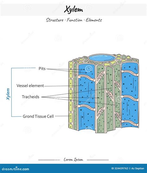 Phloem Structures And Elements Illustration With Text Cartoon Vector | CartoonDealer.com #324896185