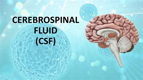 CEREBROSPINAL FLUID - A BRIEF PPT FOR NURSING AND MBBS | PPTX