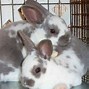 Image result for Holland Lop Characteristics