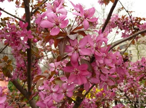 绚丽海棠和红宝海棠的区别|绿化苗木百科|行业资讯|597苗木网