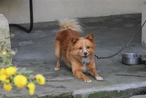 Information About Dogs 的图像结果