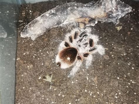 Yellow/gold spot on my Chilean Rose Hair : r/tarantulas