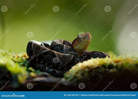 Fer-de-lance, Bothrops Atrox, in Nature Habitat. Common Lancehead Viper ...