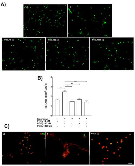 Human Amniotic Membrane Mesenchymal Stem Cell-Synthesized PGE2 Exerts ...