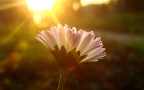 Flower Sunshine Wallpapers - Top Free Flower Sunshine Backgrounds ...