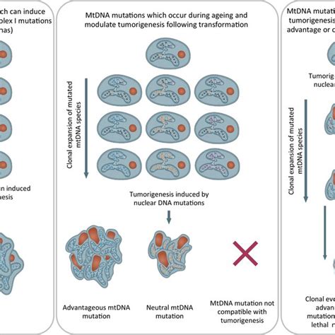 Image result for Example of mtDNA