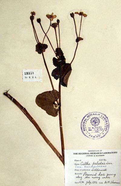 caltha_palustris