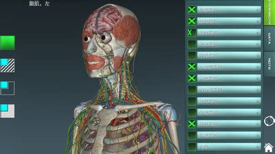【图】心脏静脉的结构组成与分布 - 心脏解剖学 - 天山医学院