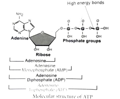 Image result for ATP Molecule Structure