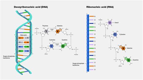 Image result for Nucleic Acid Structure