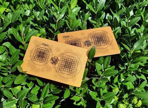 Пандора Плант | Описания растений | Quantum Magic — Teletype