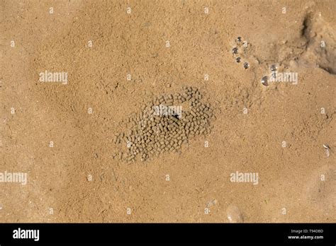 Image result for Empty Shell Like Droppings