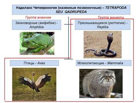 Зоология позвоночных. Надкласс четвероногие. (Лекция 7) - презентация ...