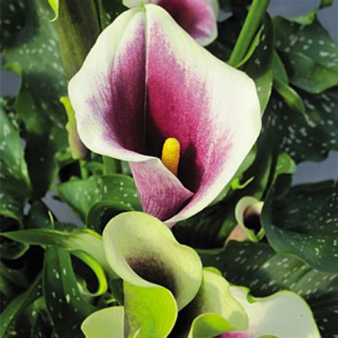 Calla Lily Flower Meaning Calla Lily Yellow Flower Bulbs Pack Of 5