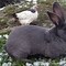 Image result for Rabbit Animal Blue