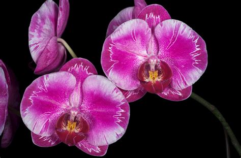 #838351 Orchid, Closeup, Black background, Pink color - Rare Gallery HD ...
