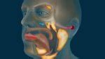 New organ in throat discovered – GKToday