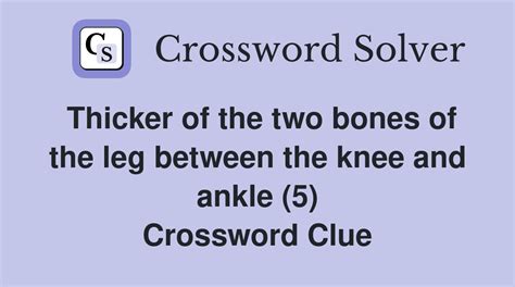 Thicker of the two bones of the leg between the knee and ankle (5 ...