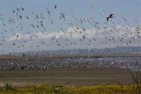 Rio Maipo Wetland, san antonio, Chile - Top Attractions, Things to Do ...