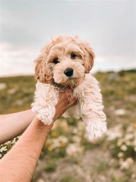 Image result for Miniature Cockapoo