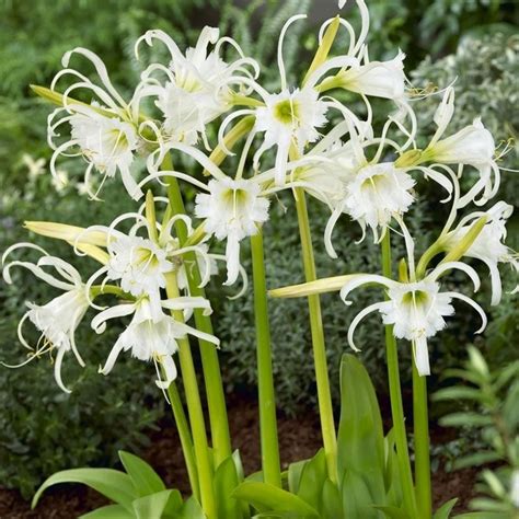 White Spider Lily (Hymenocallis carolinia) Fragrant Flowering Live Pla ...