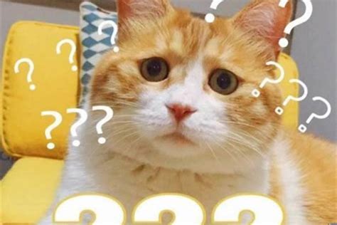 猫咪取名没灵感？120个名字好听又上头 - 知乎