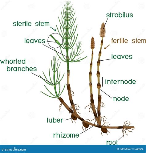 Equisetum Arvense Horsetail Green Plant On White Background Cartoon Vector | CartoonDealer.com ...