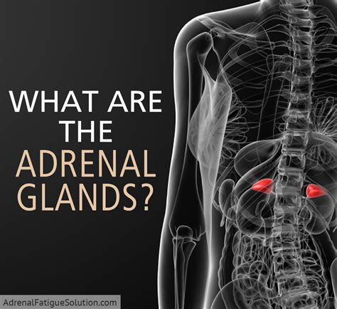 Adrenal Gland Location